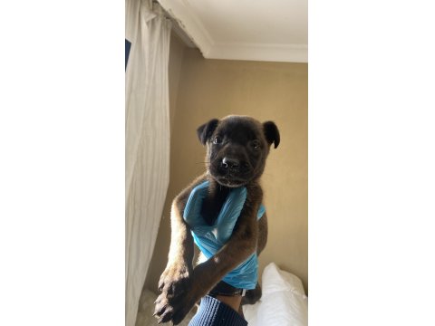 A Kalite Belçika Kurdu Yavrularım