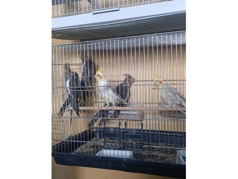 Üreticiden Eğitime Açık Sultan Papağanı Yavrular