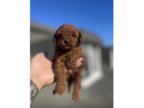 Red Brown Toy Poodle Yavruları