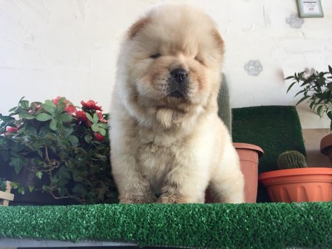 Sevimli Chow Chow Cinsi Yavrular