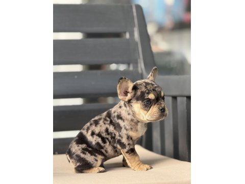 Egzotik French Bulldog Yavruları