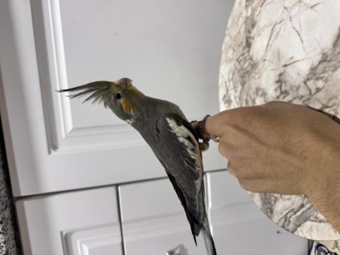 Sahiplendirilecek Sultan Papağanı (₺)