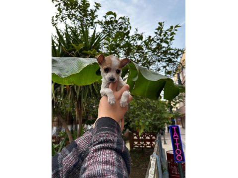 Chihuahua Elma Kafa Teacup Yavrumuz Sağlık Ve Irk Garantilidir