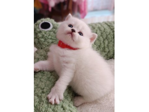 Ayı Surat British Dişi