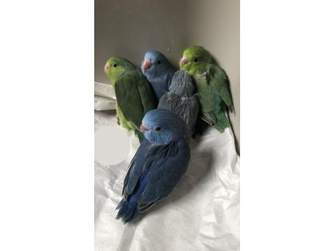 Elle Beslemeye Uygun Forpus Yavrular