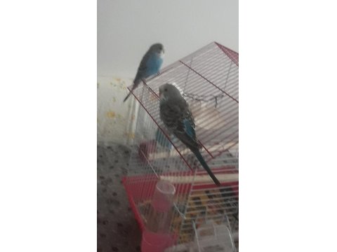 Yetişkin 3 Aylık Yavru Muhabbet Kuşlarım