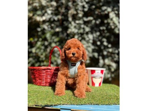 Safkan Toy Poodle Yavrular İçin Ulaşın