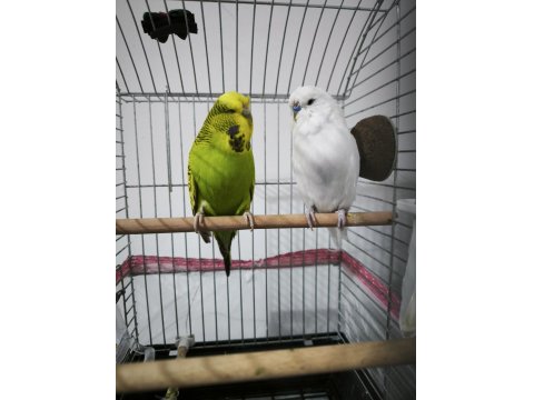 Hazır Takım Jumbo Muhabbet Kuşu