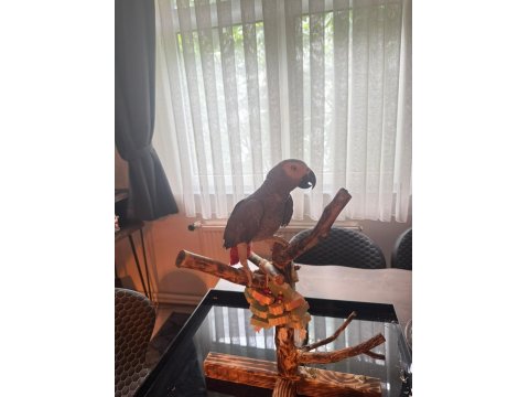 2 Yaşında Jako Erkek Kuşumuz