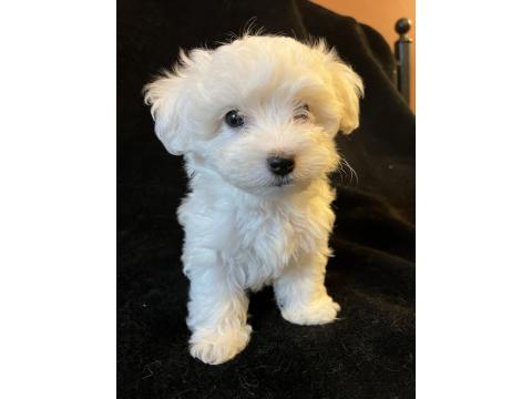 Karbeyaz Maltese Terrier Bebekler
