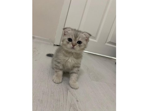 British Scottish Yavrularım