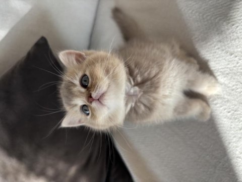 En Özel Renk British Shorthair