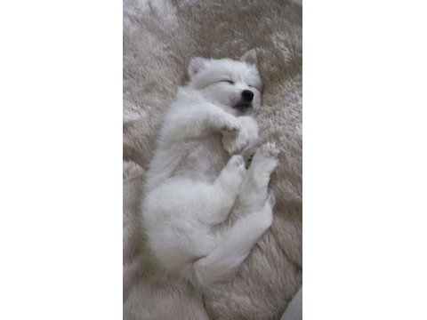 60-65 Günlük Dişi Erkek Samoyed Yavrularımız
