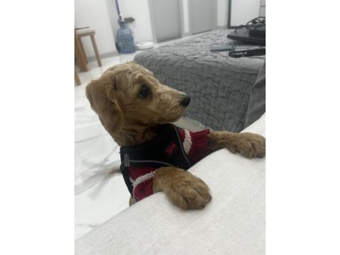 6 Aylık Yavru Maltipoo Köpeğimi Sahiplendiriyorum