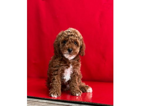 Dark Toy Poodle