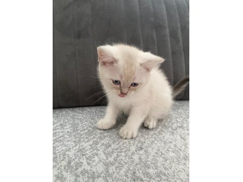 Yavru Kedilerimize Yuva Arıyoruz