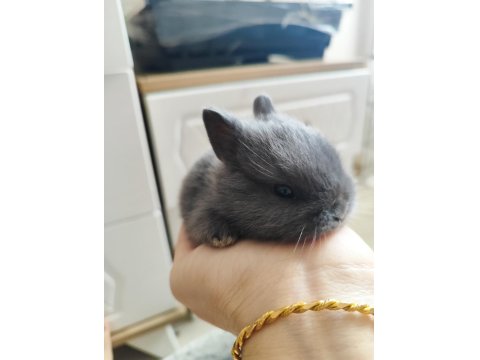 Orjinal Safkan Cüce Tavşanımız
