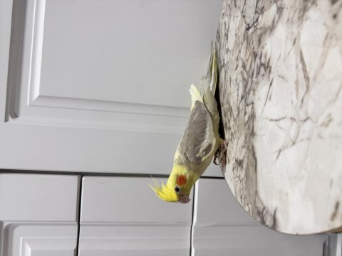 Sultan Papağanım Sahiplendirilecektir (₺)