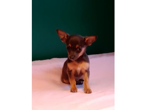 Sıfır Numara Pinscher Yavrularımız