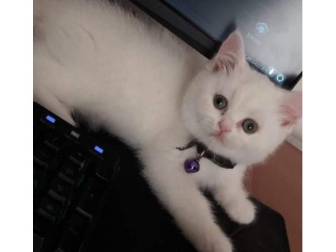Cana Yakın Uysal Sevgi Dolu British Shorthair Yavruları