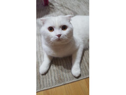 3 Yaşında Kısır Erkek Kedimizi Sahiplendirmek İstiyoruz