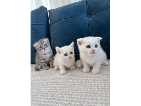 Kedilerimizi Sahiplendiriyoruz