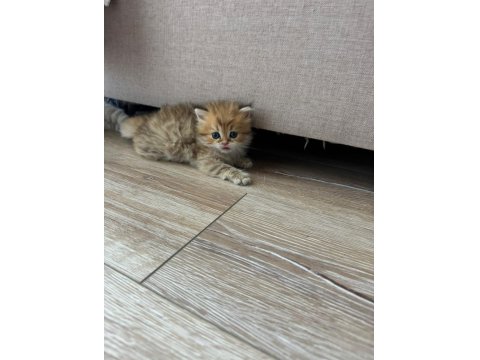 1 Aylık Bebik Kedimize Yuva Arıyoruz