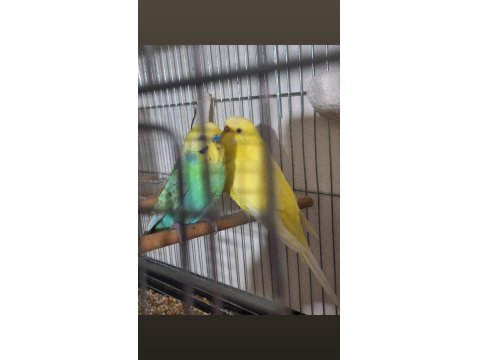 Rainbow Ve Lutino Takım Muhabbet Kuşu