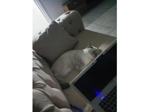 Blue Point Dişi Kedimiz