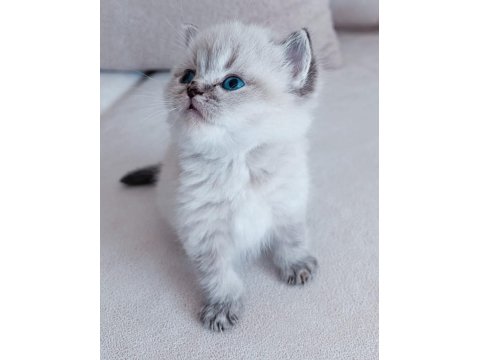 A Kalite Blue Point Yavru Kediler