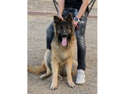 Şecereli Uysal Erkek Köpeğimiz