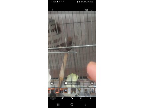 Damızlık Boz Renk Bengay Kedisi