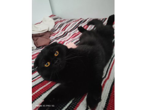 Acil Ücretsiz Sahiplendirme Siyah Scottish Fold