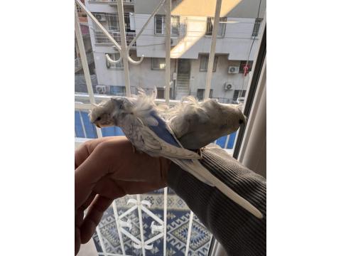 Ev Üretimi Eğitimli Muhabbet Kuşlar