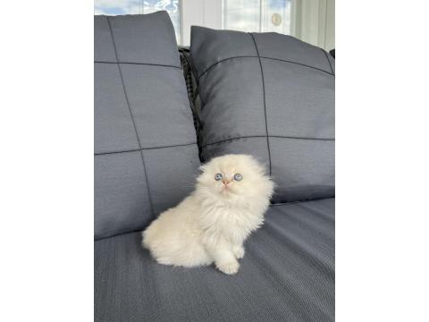 A Kalite British Bebekler