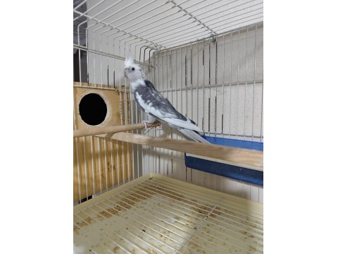 Wifi Erkek Sultan Papağanı