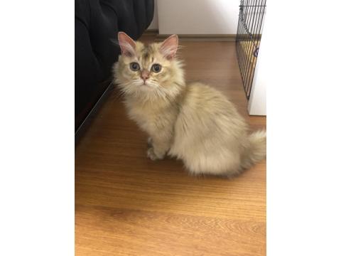 British Longhair Ny25 Black Golden Erkek Yavrumuza Yuva Arıyoruz