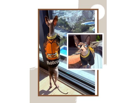 Orijinal Safkan Canada Dişi Sfenks