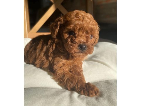 Dünya Tatlısı Erkek Dişi Poodle Bebekler