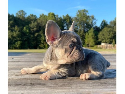 French Bulldog Cins Yavrular