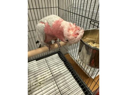 Full Evcil Gül Kakadu Papağanımız