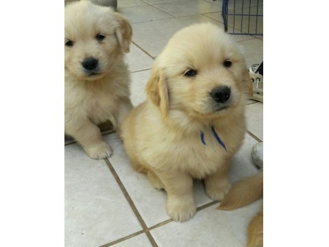 Kaliteli Baby Face Golden Retriever