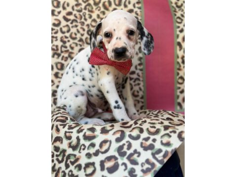 Orijinal Dalmaçyalı Yavrular - Enerjik Ve Asil Irk