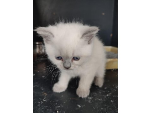 Blue Point Yavru Kedilerimiz