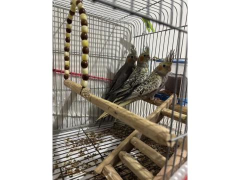 3 Adet İki Aylık Yavru Sultan Papağanlar