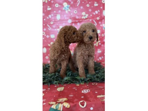 Safkan Dev (Giant) Poodle Yavruları