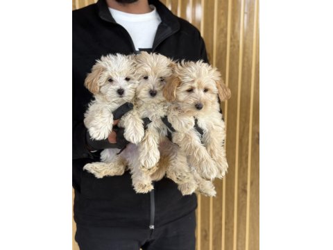 Maltipoo Bebekler