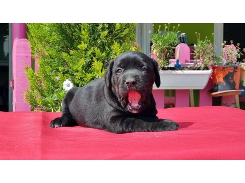Siyah Labrador Yavru