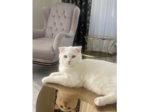Scottish Fold Erkek Kedime Dişi Kedi Arıyorum