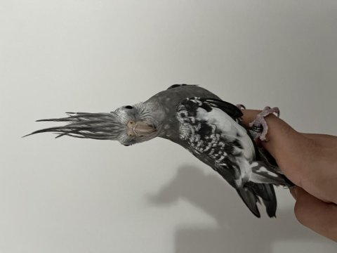 Takasa Açık Elde Kola Duran Sultan Papağanı